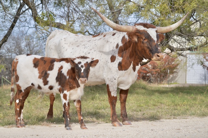 Texas longhorn cow