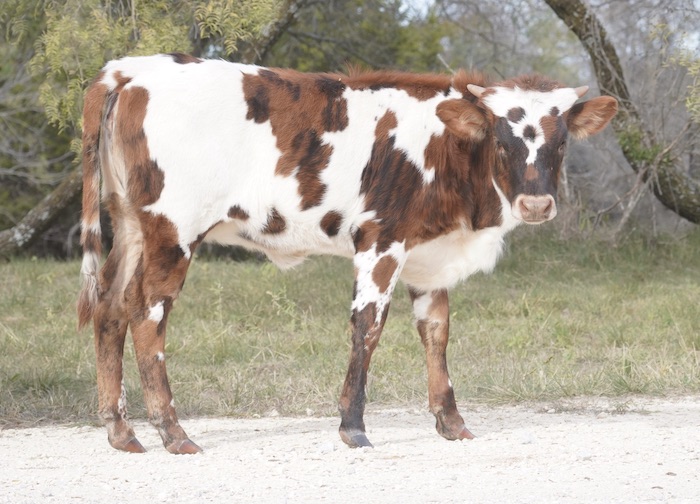 Texas longhorn calf for sale