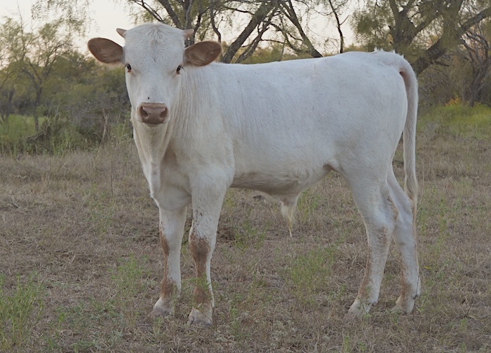 texas longhorn steer for sale in texas