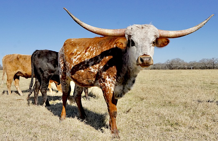 longhorn for sale in Texas