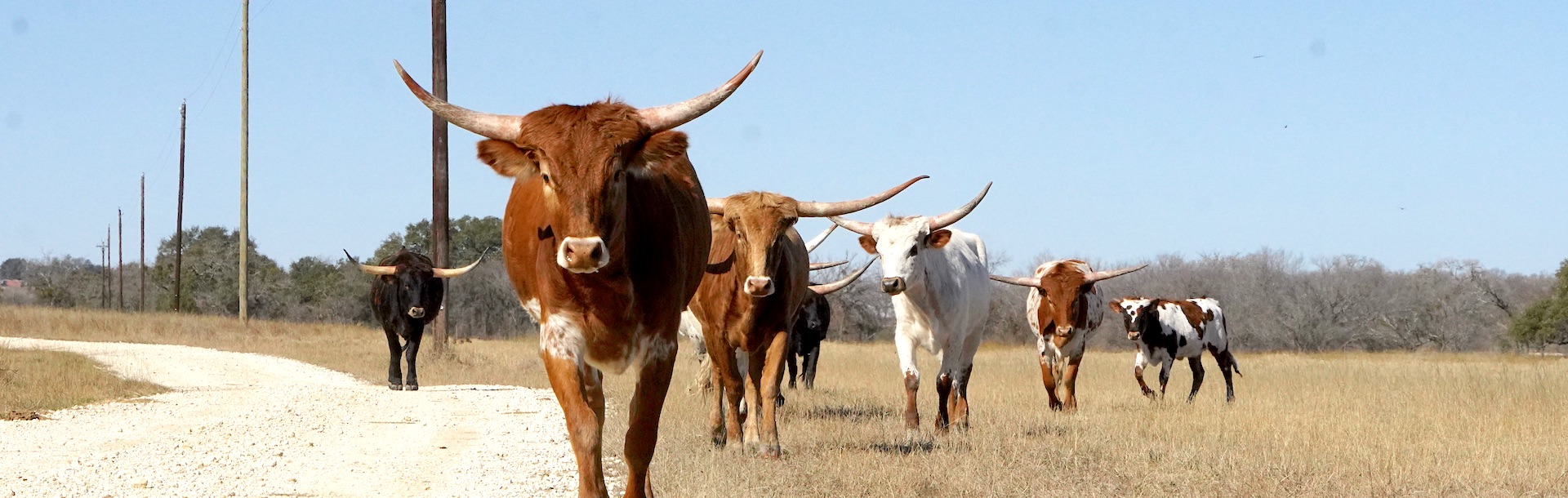 longhorn heifers for sale