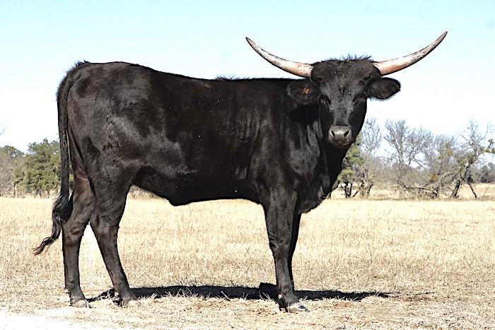 Texas longhorn heifer