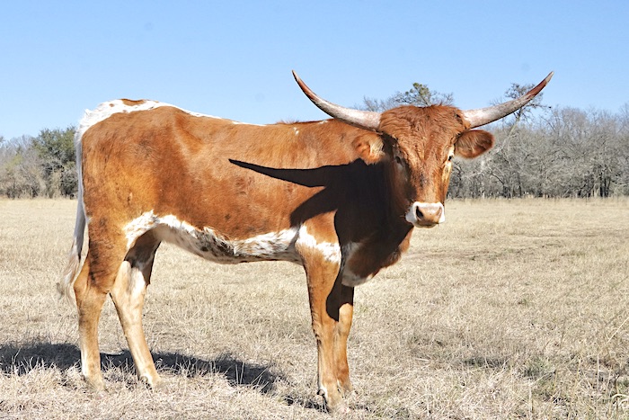 longhorn heifer for sale in Texas