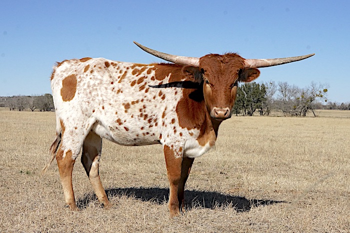 Texas longhorn heifer