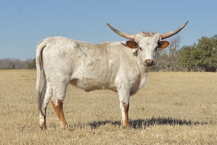 longhorn heifer for sale