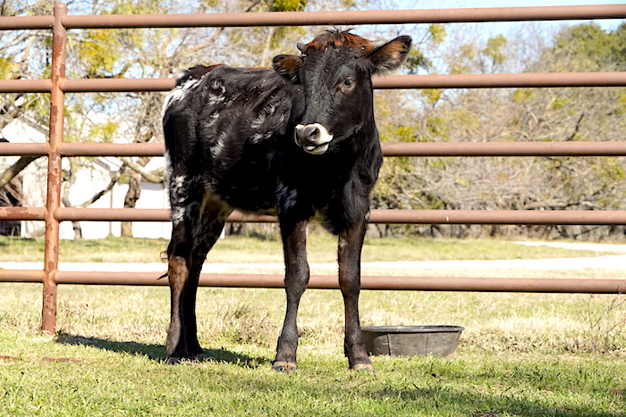 longhorn heifer for sale in Texas