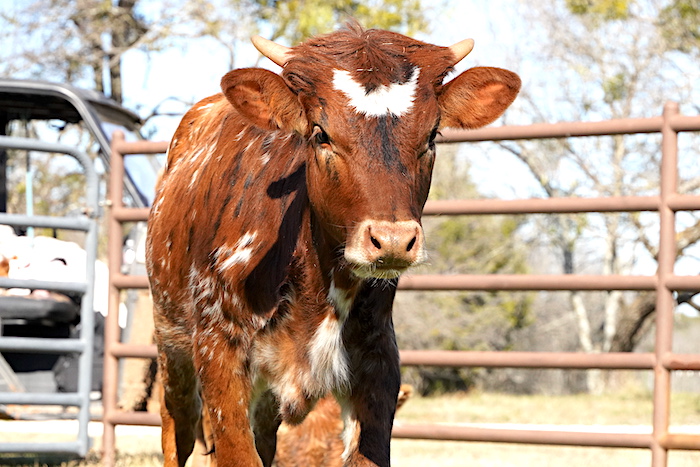 longhorn heifer