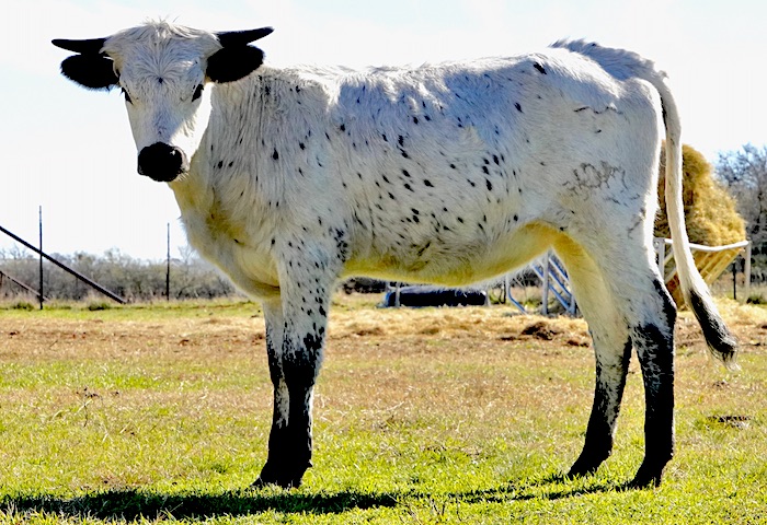 Texas longhorn heifer for sale