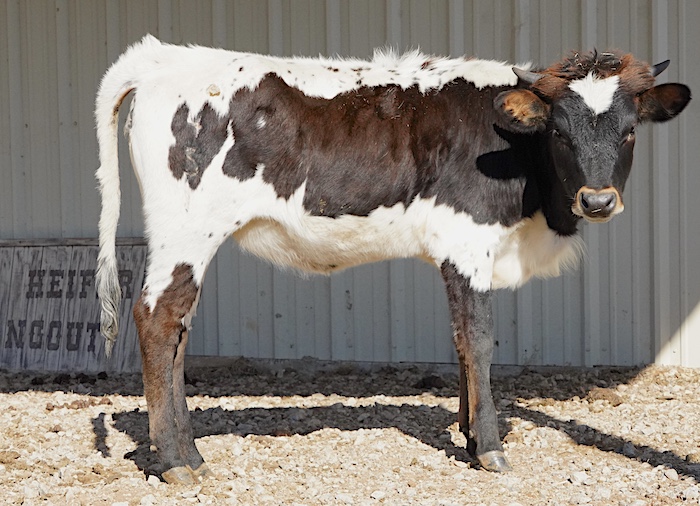 Texas Longhorn heifer for sale