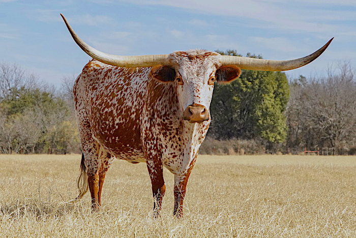 Texas longhorn cow for sale