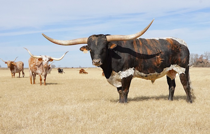 RJF Texas Rebel longhorn bull