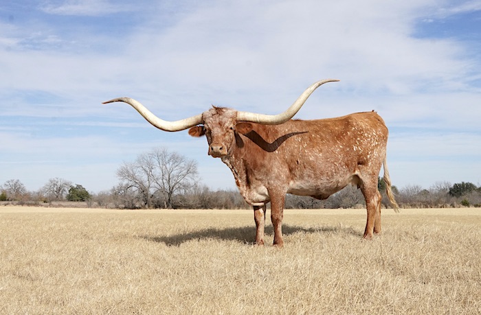 Texas longhorn cow for sale