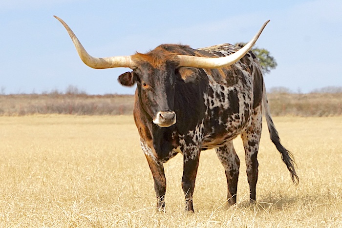 Texas longhorn cow for sale