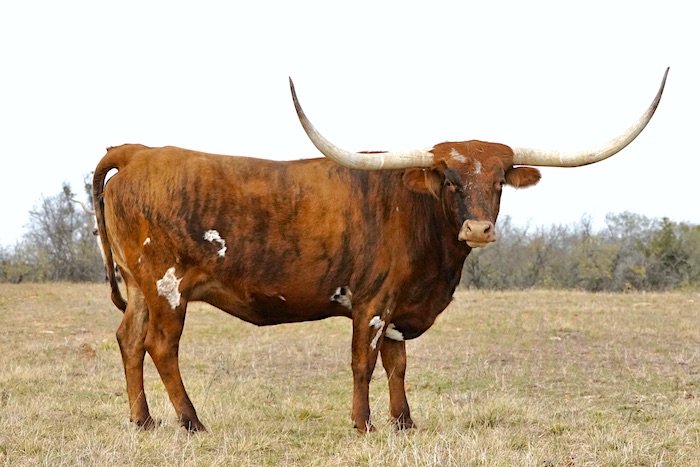 Texas longhorn cow for sale in Texas