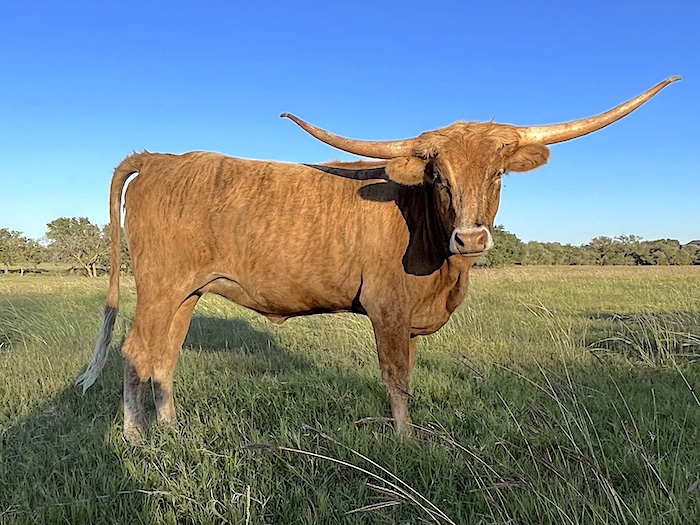 Texas longhorns for sale