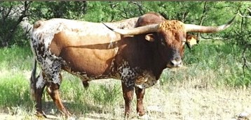 Texas longhorn bull