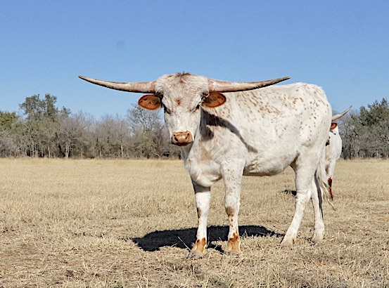 longhorn heifer for sale