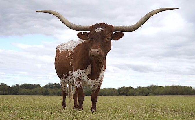 Texas Longhorn cow