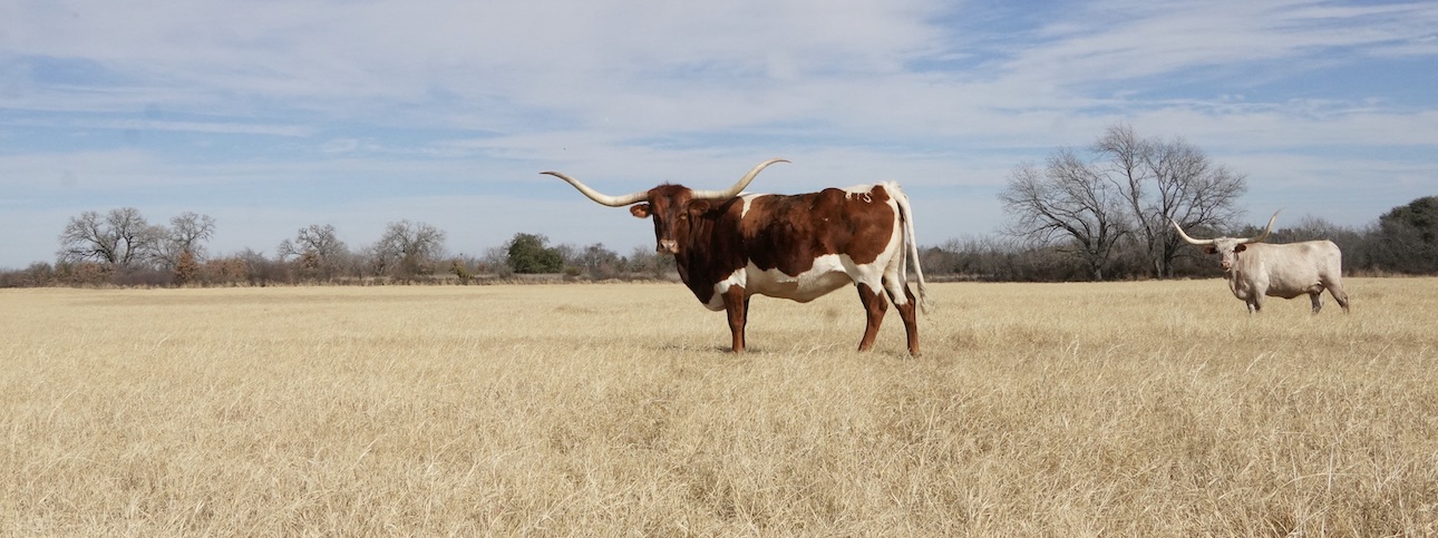 eddie wood cowtown