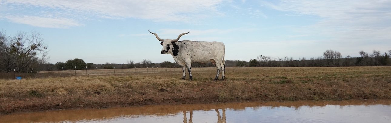 advantages of texas longhorns