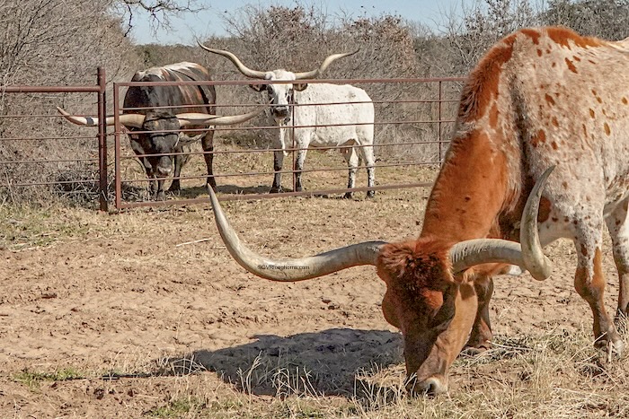 pros and cons of texas longhorns