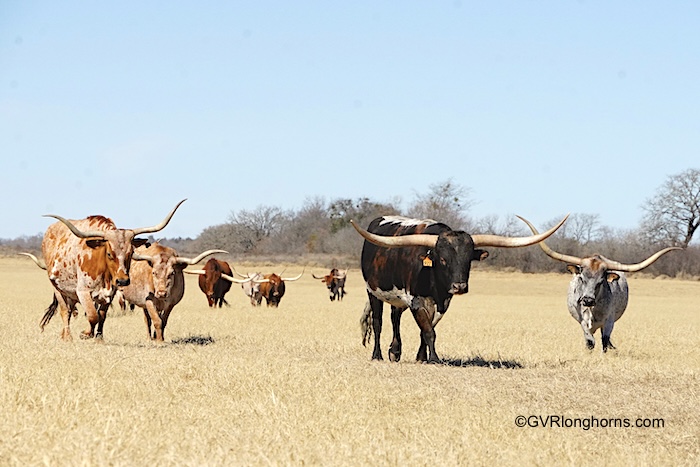 pros and cons of texas longhorn cattle