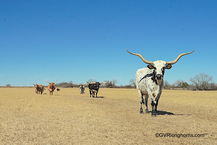 pros and cons of texas longhorn cattle