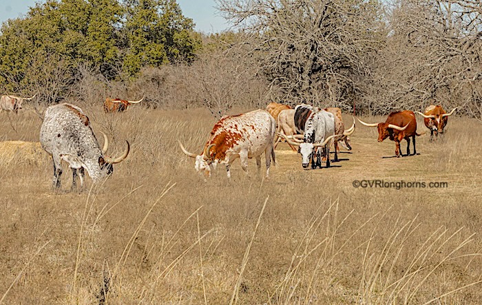 pro's and con's of Texas longhorns