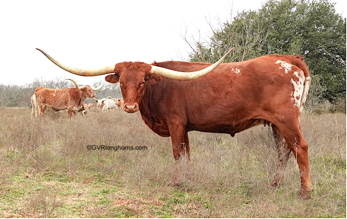 texas longhorn cattle in texas