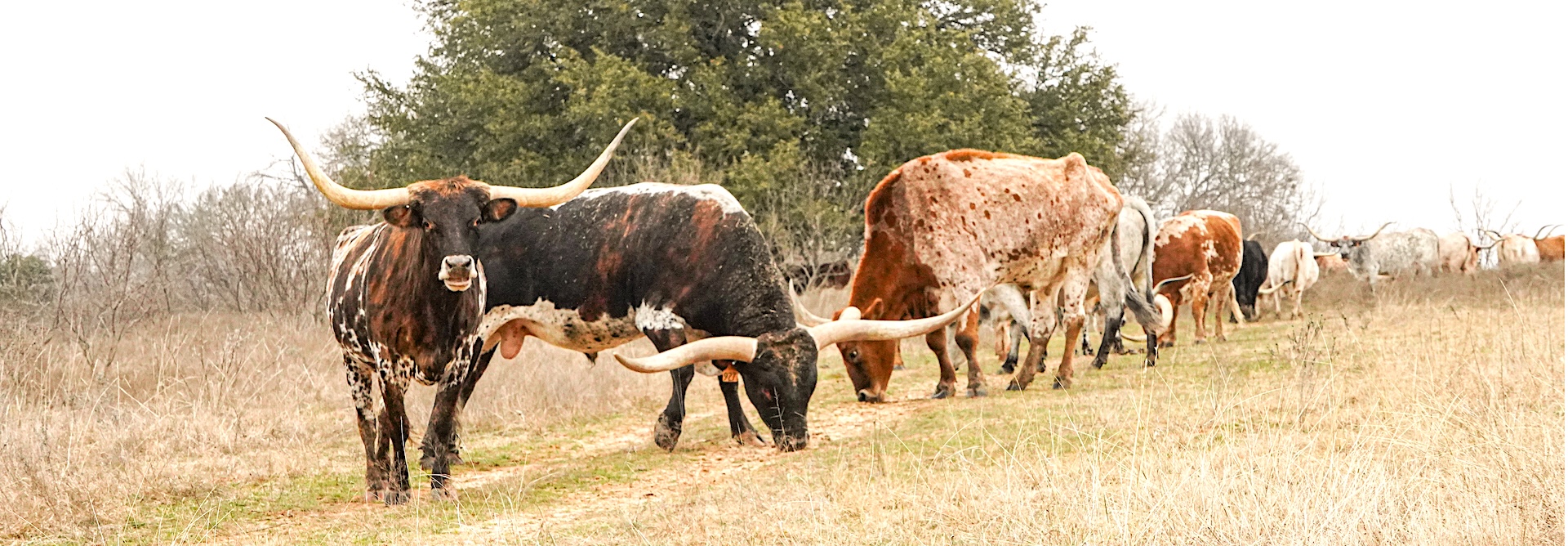 pros and cons of Texas longhorn cattle