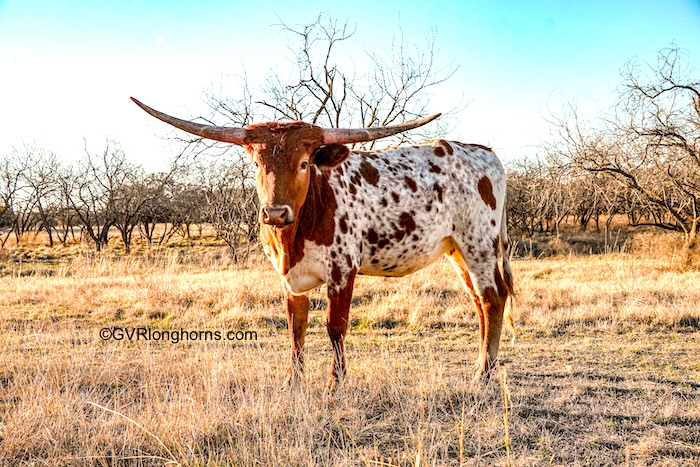 longhorn heifer for sale