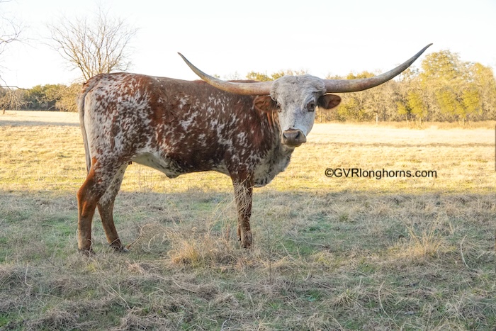 texas longhorn heifer for sale