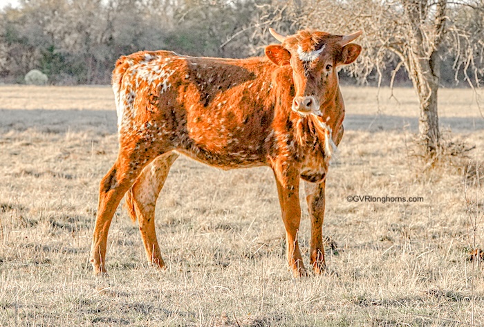 texas longhorn for sale