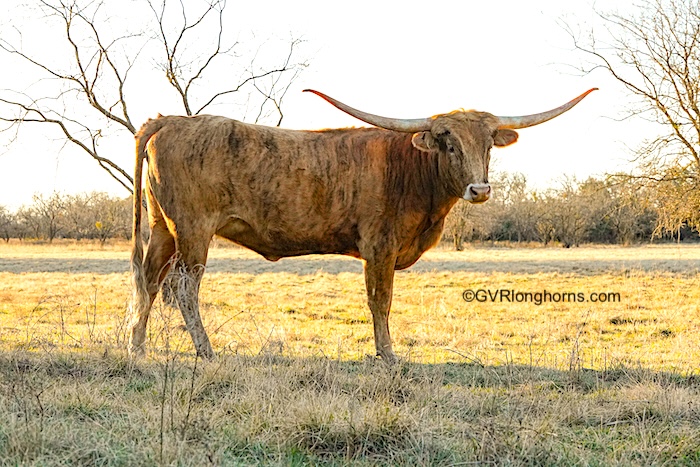 texas longhorn heifer