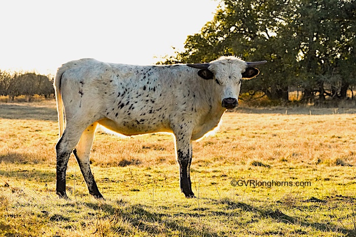 longhorn heifer for sale