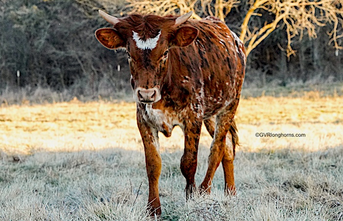 longhorn calf for sale