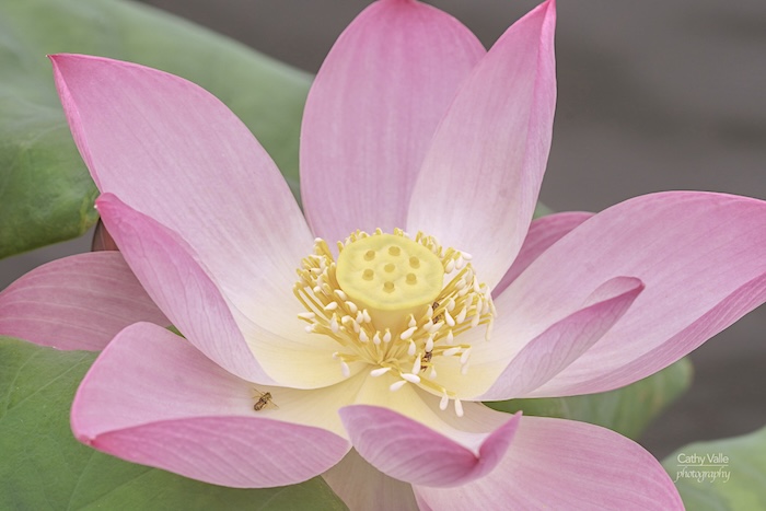 lotus flower