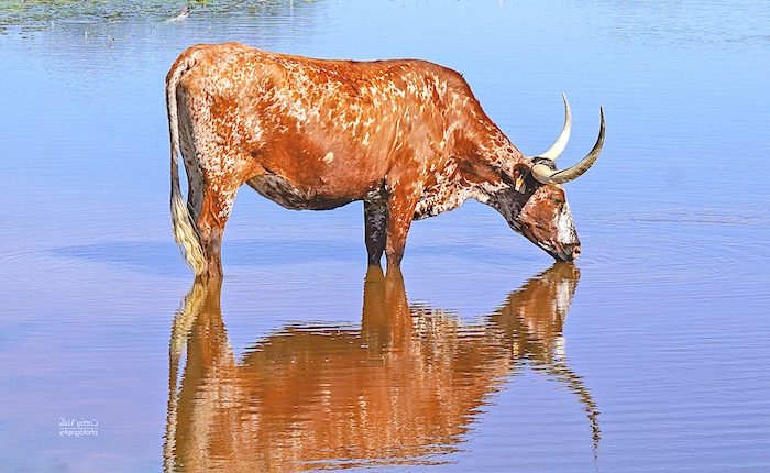 Texas Longhorn cow print