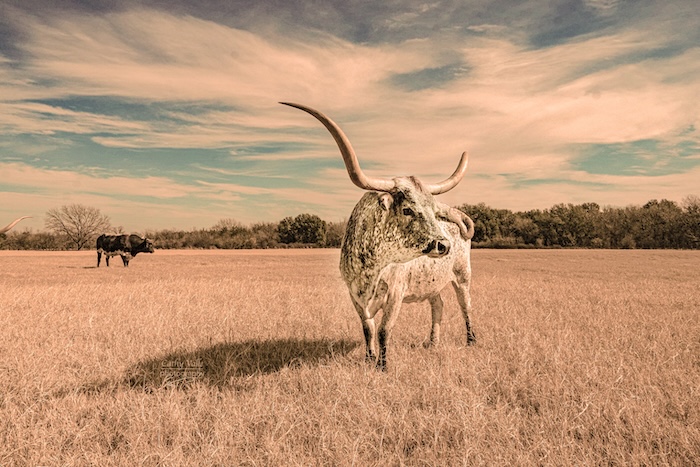 Texas longhorn cattle print