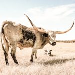 longhorn cow for sale