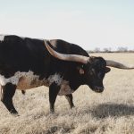 texas longhorn bull wall art