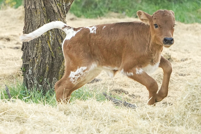 longhorn heifer for sale