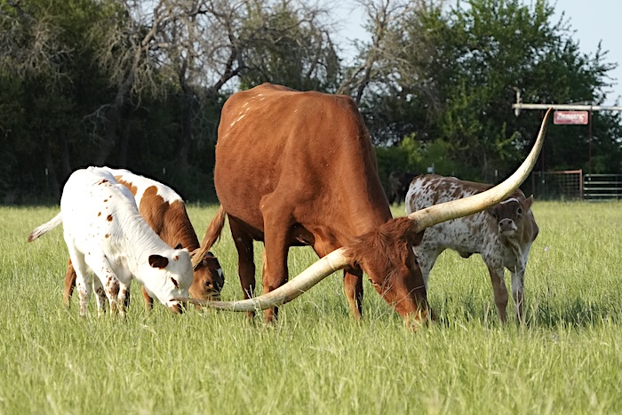 texas longhorns for sale
