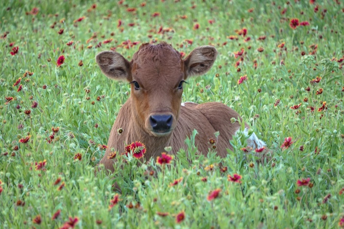 Texas longhorn heifer calf