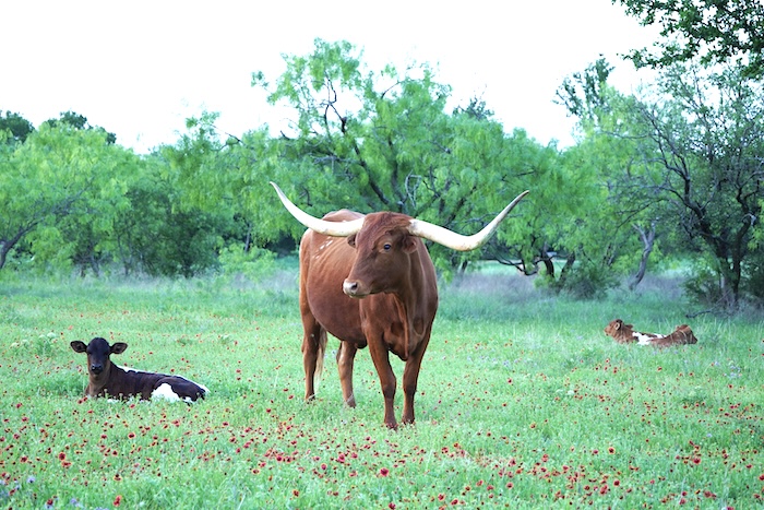 texas longhorn cow