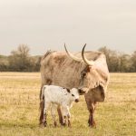 longhorn calf for sale