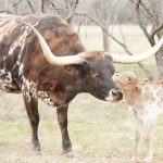 longhorn cow for sale