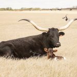 Texas longhorn cow and calf