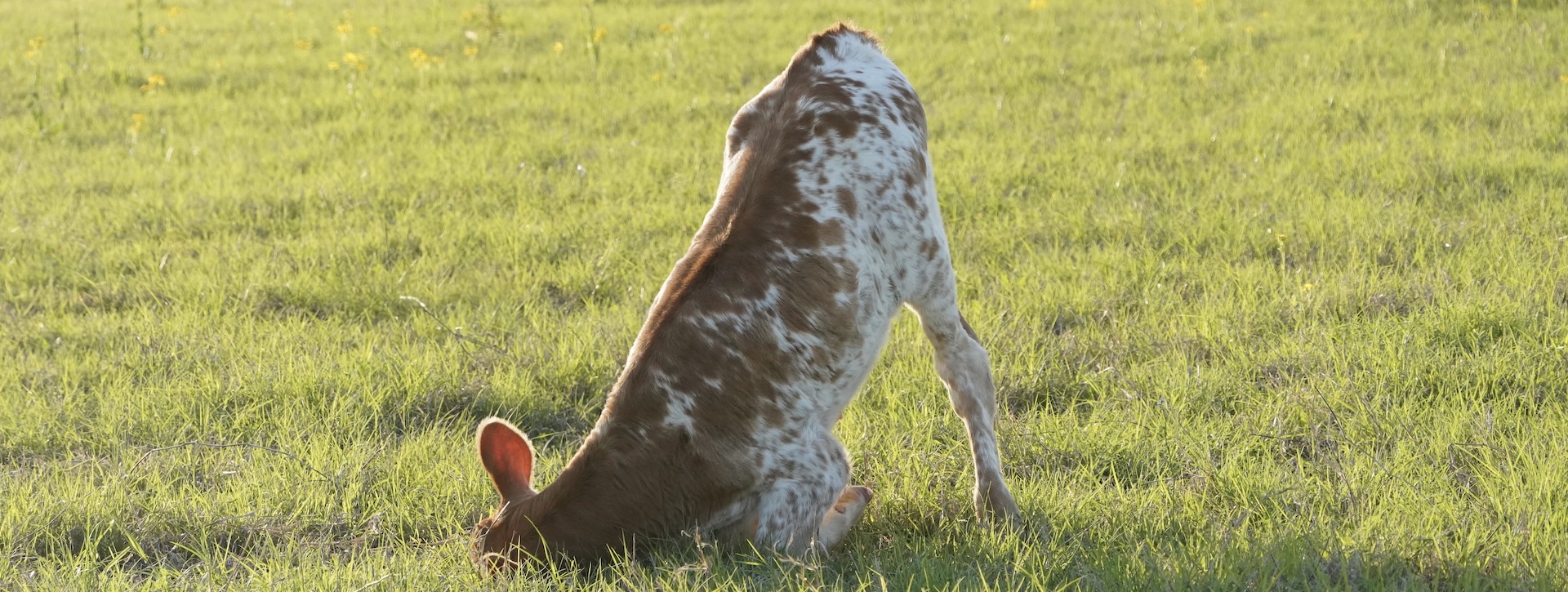texas longhorn cattle prints