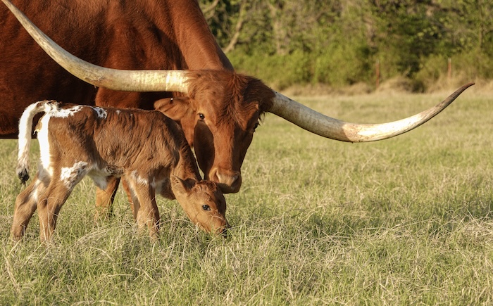 texas longhorn cow
